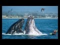 Синий кит. Животные для детей. Blue whale Песня Китов | Как поют киты?