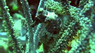 Bonaire sept 2011