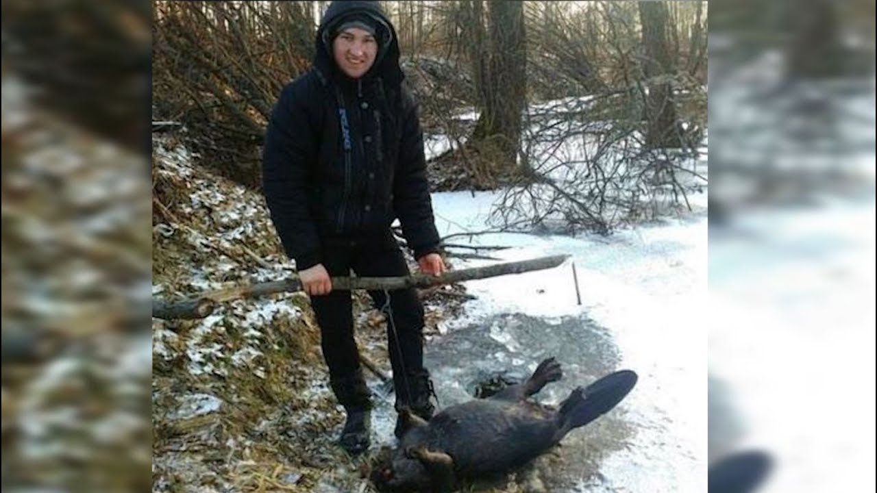 Браконьєр убив петлями чотирьох бобрів