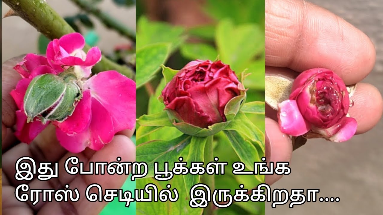 Proliferation Bullnosing In Roses Why Rose Buds Are Not Open proliferation-bullnosing-in-roses-why-rose-buds-are-not-open
