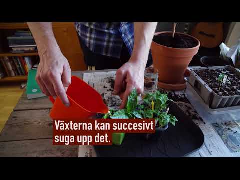 Video: Torvkrukor: hur använder man dem? Odla plantor i torvkrukor