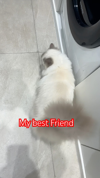 Cat don’t have Master, only friends #shorts #youtubeshorts #trending  #viralvideo #shortvideo