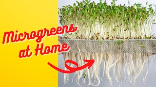 Grow Microgreens at Home Without Soil Upcycle DIY