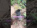 Sembrando árboles de frutas raras #florestadefrutas