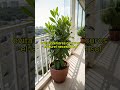 LA PLANTA DEL LAUREL EN MACETA.