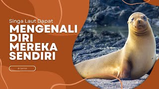 Singa Laut Dapat Mengenali Diri Mereka Sendiri di Cermin