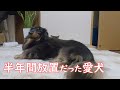1年ぶりに迎えた愛犬・レスキュー寸前の状態にしてしまっていたのは・・・【保護猫】