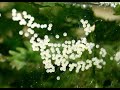 Коридорас венесуэла оранж (Corydoras aeneus «Venezuela Orange») нерест, часть первая.