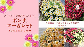 Nan Nan Back Undefined Skip Navigation Search Search Sign In Undefined Home Home Explore Explore Subscriptions Subscriptions Library Library History History Play All 花 野菜の育て方ムービー Cm 127 Videos 318 6 Views Last Updated On