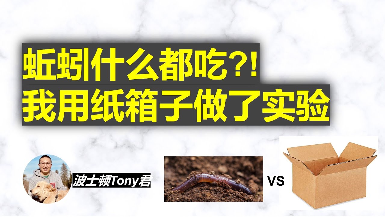 蚯蚓箱第三周開箱，紙箱子也會吃掉嗎？冬季不能堆肥可以先養蚯蚓Earthworms love to eat paper box? ! Raise