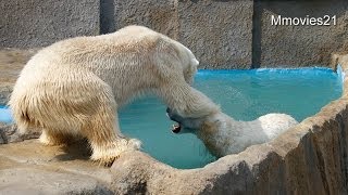 デナリに怒られたキャンディ~Polar Bears
