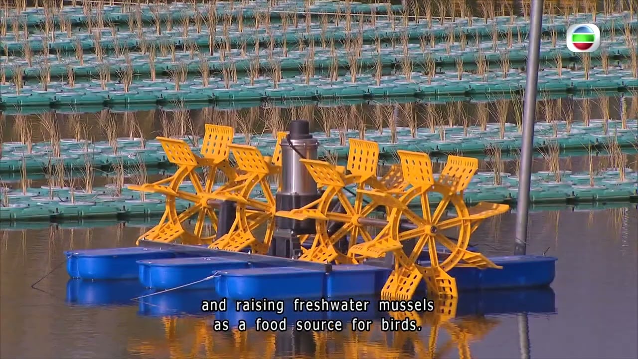 Новости TVB | 14 января 2026 г. | Компания MTR рассказывает о своей экологической работе в Лок Ма...