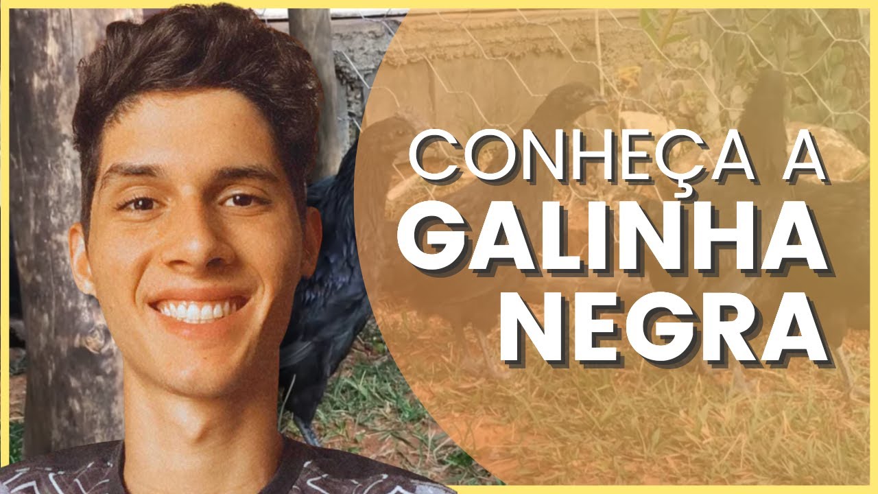 NOSSO PLANTEL DE AYAM CEMANI A GALINHA 100% PRETA - AVE EXOTICA