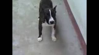 Pitbull Stack Dog Show Training Tips And Techniques