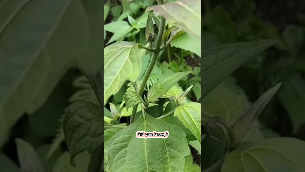 Unique facts about the kirinyuh plant