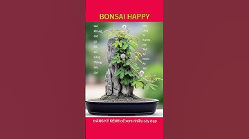 Bonsai hoa trinh nữ ( xấu hổ ) #bonsaihappy #bonsai #bonsaitree #bonsaivietnam #bonssaimini #cây