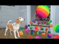 Dog Surprised With Technicolor Waterfall Of BALLS Dog Surprised With Technicolor Waterfall Of BALLS