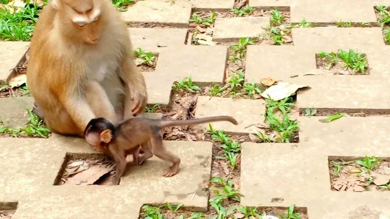 monkey kick ass baby🙊🐵🐵