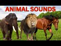 20 Amazing Animal Sounds for Toddlers | Real Animals