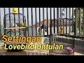 Cara Merawat Burung Lovebird Untulan