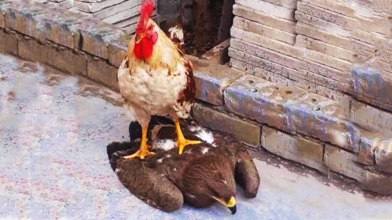 Why Do Eagles, Snakes, and Hawks Surrender to the Feet of the Mother