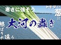 トキタの葱は根ばりが違う「大河の轟き」寒さに強そう（20秒で丸わかり）