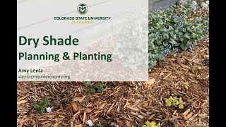 Dry Shade Gardening