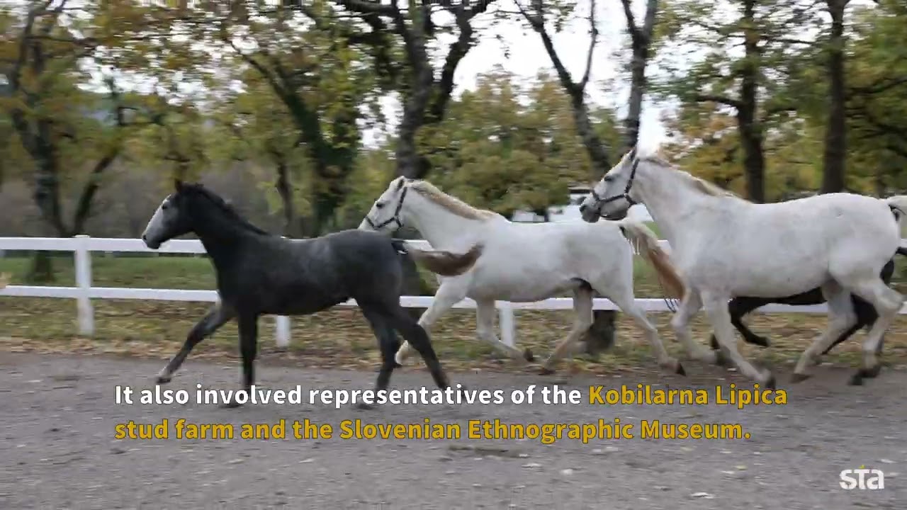 Lipizzan horses