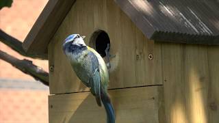 Famous Attenborough in Lockdown pt. 2 Wealth