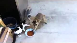 Енот ворует еду у кошек. Енот ворует еду у кошек.
