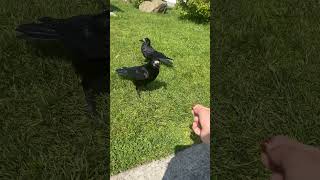 Crow 1 Shows Crow 2 Whos Boss
