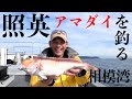 【アマダイ】日本一アマダイの釣れる相模湾で釣り情報コラボ【つり情報】