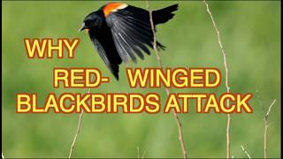 Red-winged Blackbirds--a Lusty, Promiscuous Lot [NARRATED]
