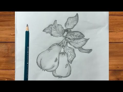 Video: How To Draw A Pear