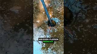 Vergessener Pool im Hinterhof – was sich darunter versteckte