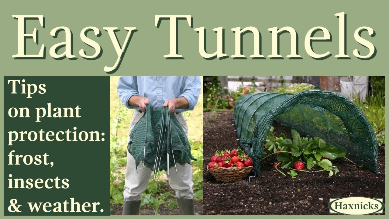 Tips on plant protection frost, insects & weather. Haxnicks Easy