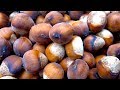 Hazelnuts - types, growing, harvesting,  curing,  nutrition