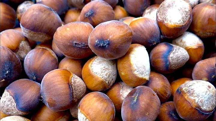 Hazelnuts - types, growing, harvesting,  curing,  nutrition - DayDayNews