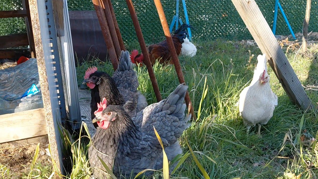Tavuklarım çiftliğe geri döndüler