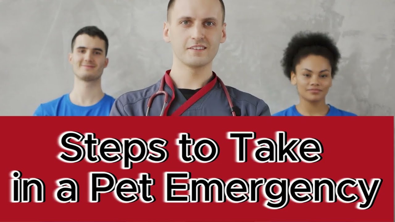 Save the Day with These Emergency pet Tips