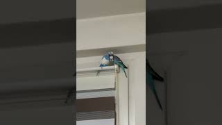 budgies budgielove love birds