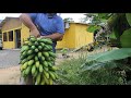 Tiramos nosso primeiro cacho de bananas no nosso sitio