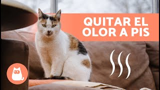 ¿Cómo eliminar el OLOR a ORINA de GATO en casa?  | 7 Remedios Caseros ✅