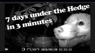 7 days in 3 minutes Under the Hedge 20230316 to 20230324