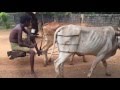 Traditional method for oil production(chekku oil)in Jaffna