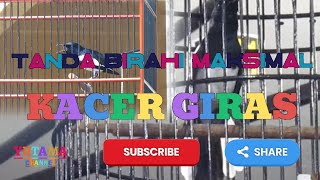 @TANDA TANDA KACER GIRAS YG SUDAH DAPAT BIRAHI MAKSIMAL NYA SAAT DI GANTANGKAN