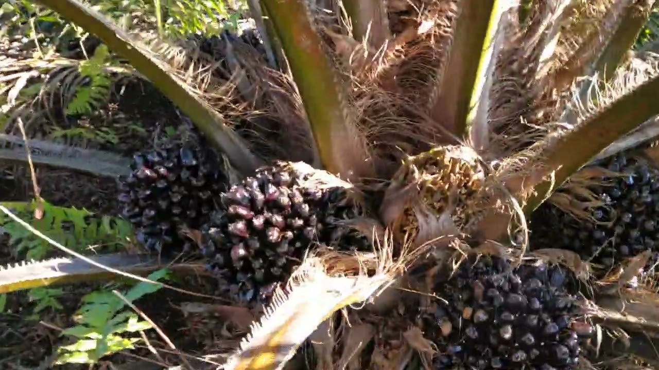 Jalan² ke kebun Seu Supreme di lahan gambut Kabupaten Sambas 