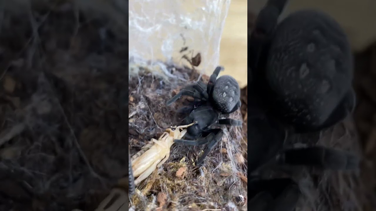 TRAINING A SPIDER TO COME OUT AND EAT? CUTE BLACK VELVET SPIDER EATS CRICKET! 