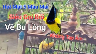 Chim Hút Mật 5 màu mái hót gọi bầy không tạp âm bật lên chim về/ Chim Hút Mật Huế 