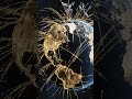 #DreamScreenAI how earth connected through internet #scienceworld #technology